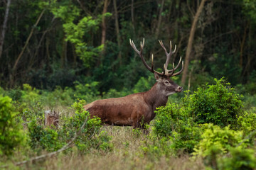 Red deer stag between ferns in autumn forest