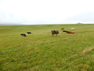 Cows in the pasture 