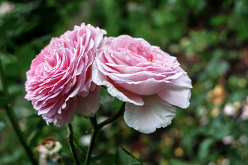 Pink rose