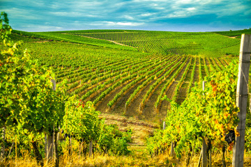 Fototapeta na wymiar Nature, background,with Vineyard in autumn harvest. Ripe grapes in fall.