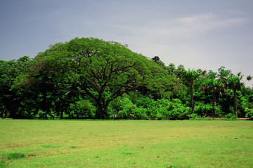 the green lawn on foreground of big tree and blurred sky at noon