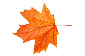 Red-yellow Maple leaf on a white background.