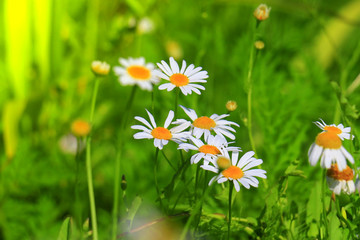 Daisies on the meadow, Bavaria, Germany