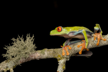Red-eyed Tree Frog  with lichen in Rainforest at night