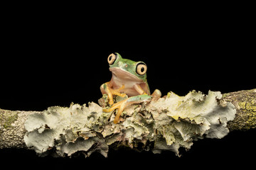 Lemur Leaf Frog with lichen in rainforest at night © Mark Kostich