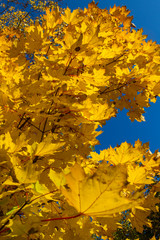 Yellow maple leaves close-up, autumn day