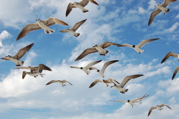 Attack of the Seagulls