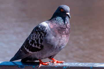 The gray city pigeon close-up.