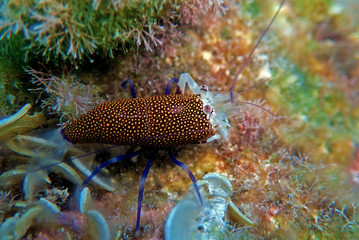 Underwater scenic image of Spotted Bumblebee Shrimp – Gnathophyllum elegans