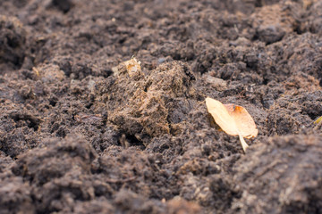 Fertile soil for sowing, selective focus