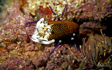Underwater scenic image of Spotted Bumblebee Shrimp – Gnathophyllum elegans