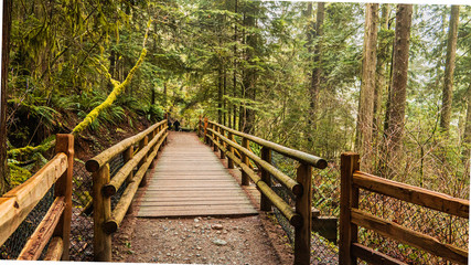 Fototapeta premium Baden Powell Trail After Rain - North Vancouver