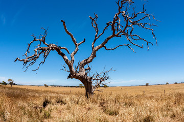 Leafless dry tree without leaves in Australia, Northern Territory, fisheye lens.