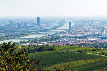 Vienna Aerial View in Summer end / beginning of Autumn/Fall. Vineyards visible in the foreground