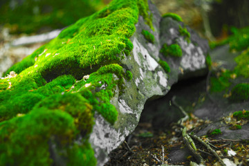 beautiful stone covered with green moss