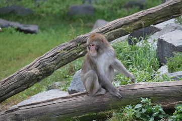 Snow monkey in the outdoors