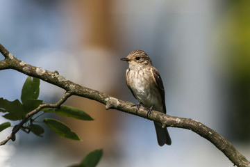 Spotted flycatcher (Muscicapa striata)