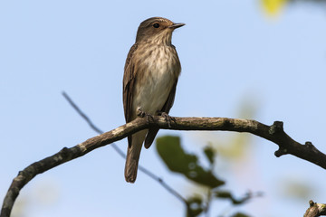 Spotted flycatcher (Muscicapa striata)