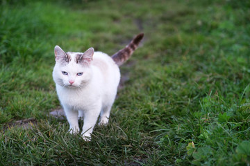 White cat with gray spots and blue eyes stands on the grass