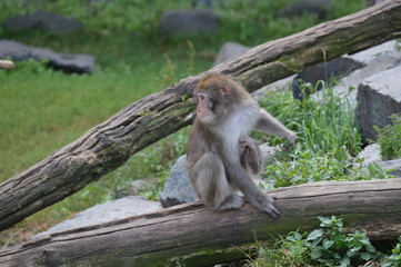 Snow monkey in the outdoors