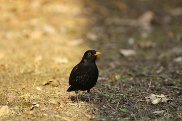 Eine Amsel sitzt auf dem Boden im Winter auf einer Wiese Turdus merula