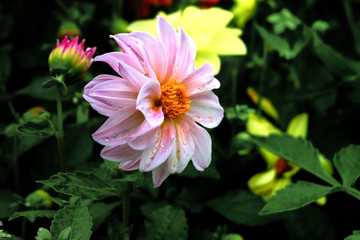 pink Dahlia flower
