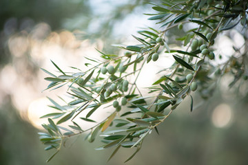 Olive trees garden. Mediterranean olive farm ready for harvest. Italian olive's grove with ripe...