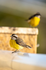 Bananaquits