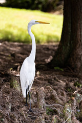 Egret