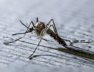 Mosquito Focus Stacking