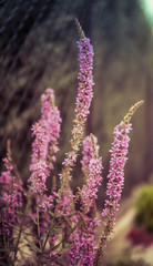 Fototapeta premium purple flowers in a garden