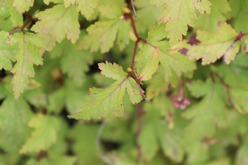 The background of green leaves