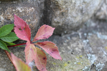 Red leaves on the stones
