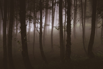 Wald am Morgen mit aufsteigendem Nebel