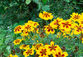 Flower Coreopsis on background green sheet