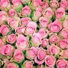 Pink roses background. Retro vintage instagram filter