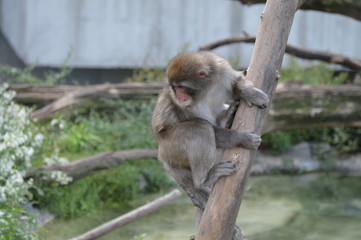Snow monkey in the outdoors