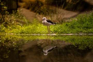 White bird in water