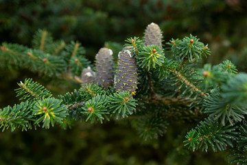 Spruce branch with young blue cones and green spruce needles on a blurred background of green garden. Selective focus. Nature concept for design. Google Переводчик