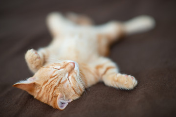 Cute red kitten with classic marble pattern sleeps on the back on sofa. Adorable little pet. Cute child animal
