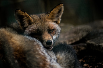 Sleeping fox