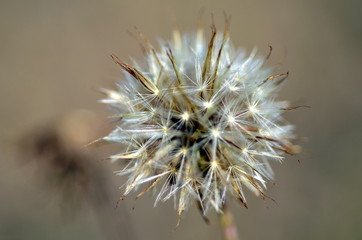 Samen einer Blume