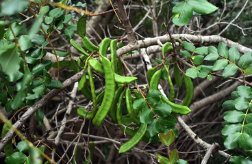 Fototapeta premium Carob branch with green young fruits. Healthy eating