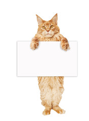 Maine Coon cat with a blank sheet of paper - obrazy, fototapety, plakaty
