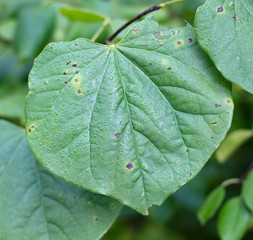 A close view of the morning dew on the green leaf.