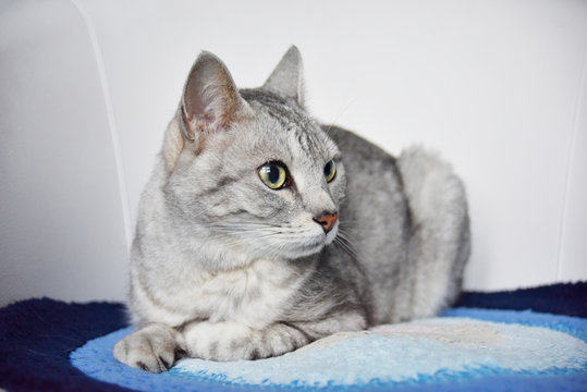 beautiful grey cat sit on the blue carpet in the white chair
