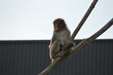 Snow monkey in the outdoors