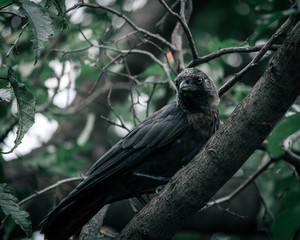 bird on branch