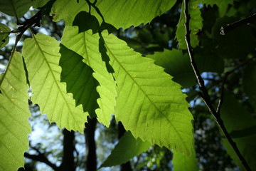 des feuilles