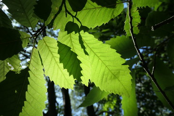feuilles avant l'automne